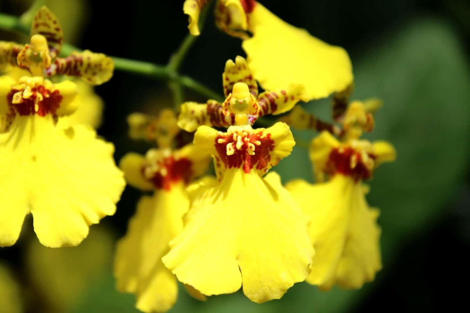 Oncidium Flower Seeds 100 pc for Planting 100 - Flower for planting in home garden